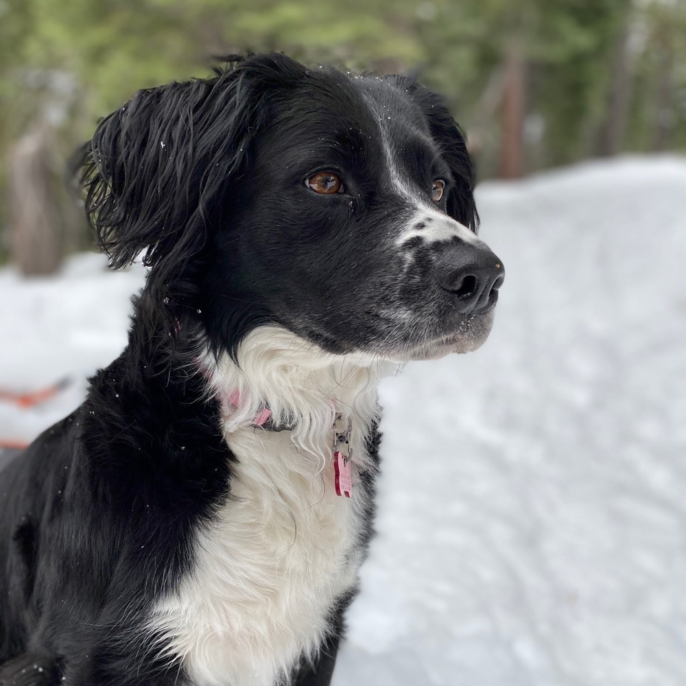 Meet your Posher, Anya